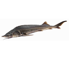 Осётр Сибирский свежемороженый (2-4кг) аквакультура