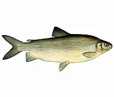 Чир свежемороженый 2-3кг Вылов 2025г