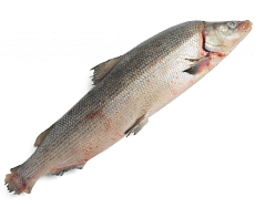 Муксун свежемороженый (2,2-3кг)